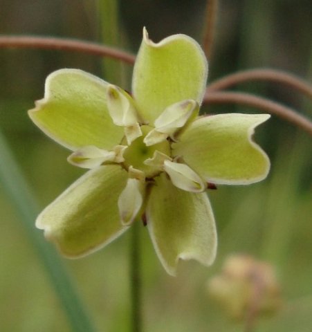 Asclepias praemorsa flower